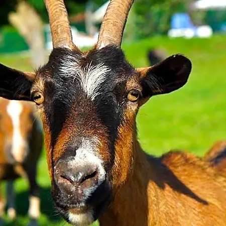 Le Hameau Des Genets Szálloda 3*